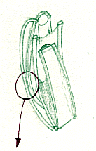 borsa2a.gif (14812 byte)
