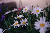 catalizzatore.gif (23156 byte)