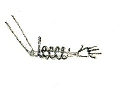 legg04.gif (6824 byte)