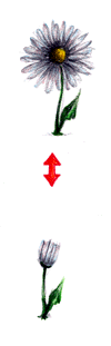 margherita.gif (6803 byte)