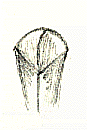 matrnuov2.gif (6425 byte)