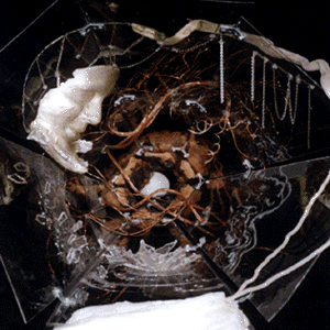 metamorfosi.gif (93699 byte)