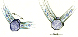 ottagono.gif (13826 byte)