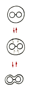 paradig02.gif (5642 byte)