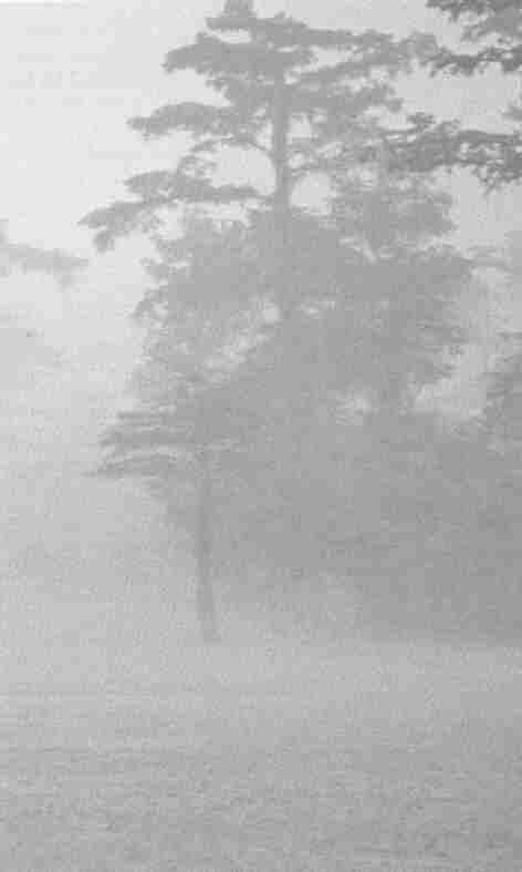 nebbia.jpg (8755 byte)