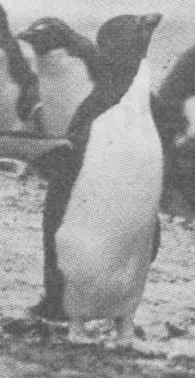 pinguino.jpg (16948 byte)