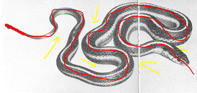 vipera.GIF (35125 byte)