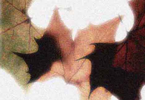 3foglie3.jpg (16620 byte)