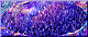 ovale.GIF (2418 byte)