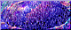 ovale.gif (2418 byte)