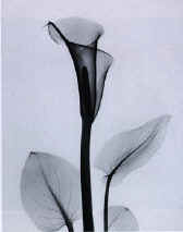 ma4.jpg (26532 byte)