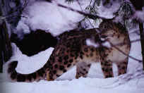 ma7.jpg (41077 byte)