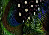 ma8.jpg (76925 byte)