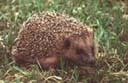 Riccio