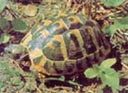 Tartaruga