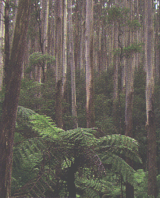 FOT8.gif - 593074,0 K