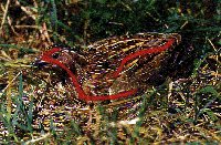 Matr3.gif - 24659,0 K