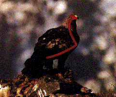 matr2.gif - 37944,0 K