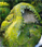 orca22.JPG (8049 bytes)