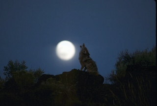wolf.jpg (24208 byte)