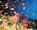 Colore occasionale