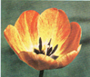 fiore.jpg (40207 bytes)