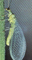 libellula.JPG (22533 bytes)