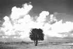 albero.JPG (7676 bytes)