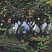 imadd3ap.jpg (14016 byte)