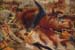 5boccsale.jpg (7136 byte)